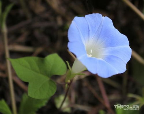 牵牛花有哪些特点牵牛花的特点是什么