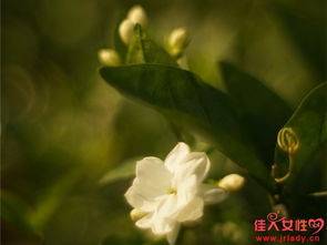 茉莉花花语茉莉花花语唯美的句子