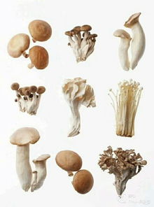 菌菇类有哪些菌菇类有哪些品种