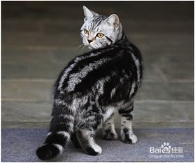 虎斑猫田园狸花猫和虎斑猫的区别