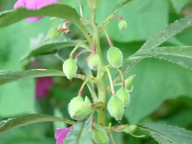 凤仙花的种子图片凤仙花的种子怎么传播