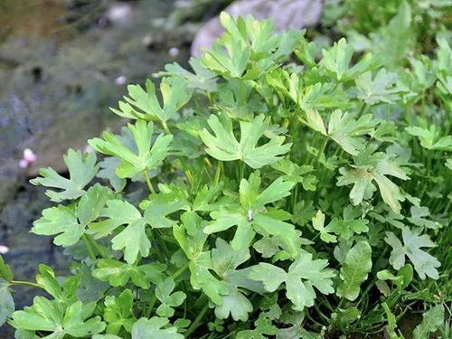 東北特產的山野菜主要有蕨菜,薇菜,貓爪子,猴腿兒,刺老芽,黃瓜香,小葉