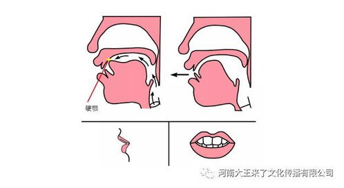 翘舌舌头示意图图片