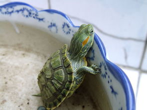 小巴西龟吃什么巴西龟喜欢吃什么