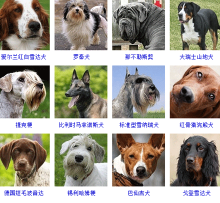 采用美国akc标准,全球大概有178个品种的宠物狗,这些狗狗按体型,功能