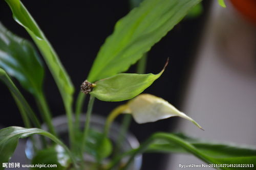 白鶴芋別名:白掌,苞葉芋,一帆風順,和平芋.