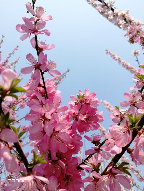 百花齊放才是春的上一句,一枝獨秀不是春,百花齊放才是春_競價網