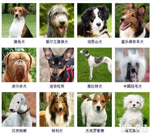 宠物狗品种大全分类宠物狗的品种及价格图片大全