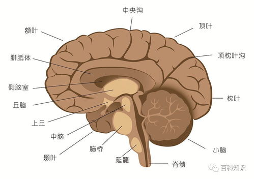 大腦結構示意圖