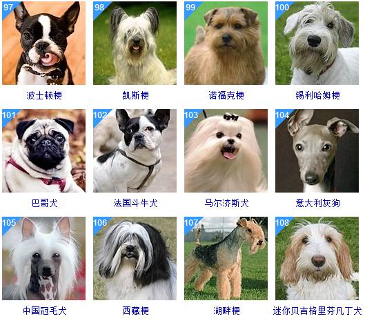 狗品种大全图片名字狗品种大全小型