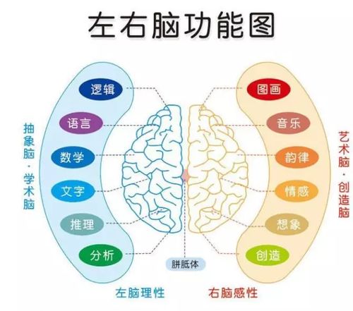 左右腦思維測試,左右腦 舞女_競價網