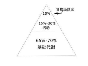 提高基礎代謝提高基礎代謝最有效的方法