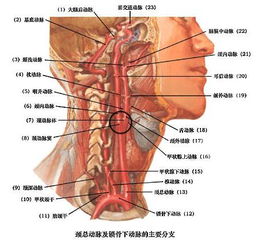 怎样找到颈动脉窦图片