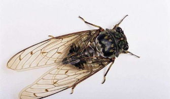 外形 蝉有两对膜翅,形状基本相同,头部宽而短,具有明显突出的额唇基