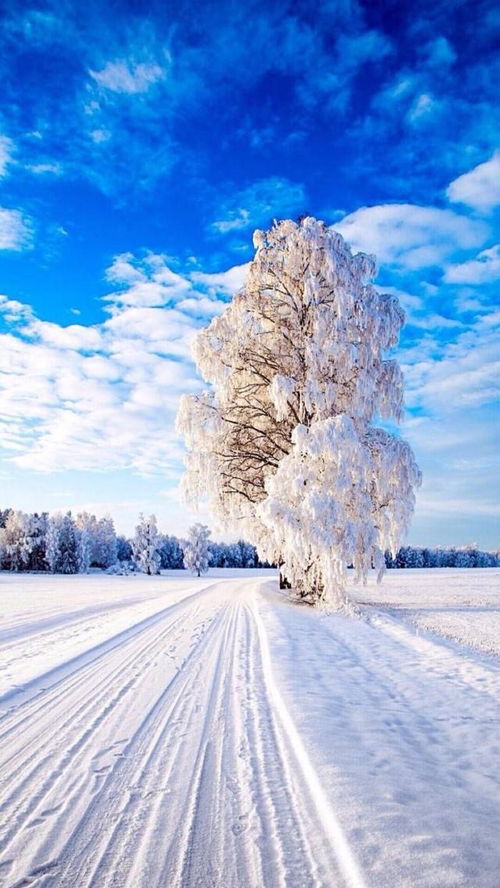 冬天雪景微信图片图片