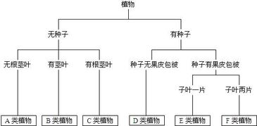 植物分类表 竞价网