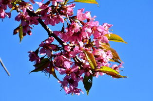 十二月花開十二月花開兒歌