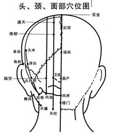 头部部位名称大全图头部部位名称大全图解