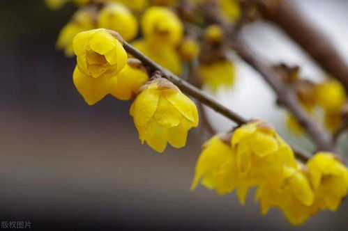 臘梅花的寓意