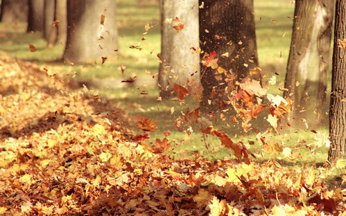 落叶像什么写句子秋天落叶像什么写句子