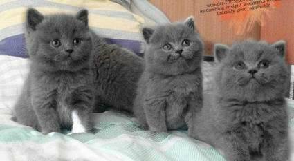 有没有美短蓝猫和英短蓝猫?