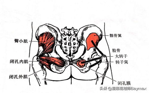 髂耻线图片