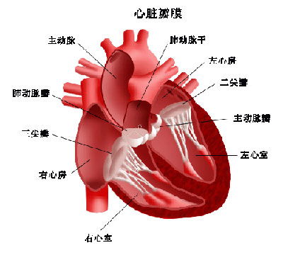 心脏图片真实照片心脏图片真实照片跳动