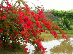 奼紫嫣紅是什麼意思奼紫嫣紅是什麼意思解釋