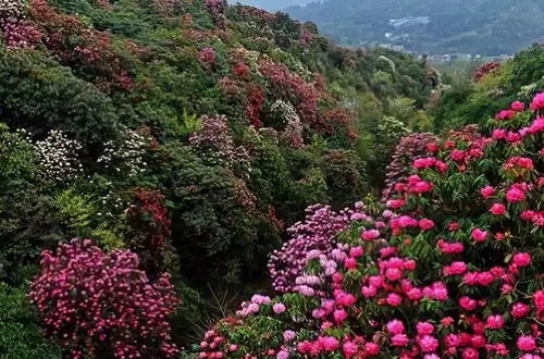 百里杜鵑風景區是國家級4a級風景區,位於貴州省畢節地區大方,黔西縣