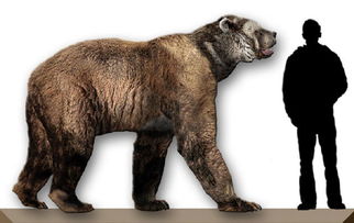 巨型短面熊巨型短面熊vs南美细齿巨熊