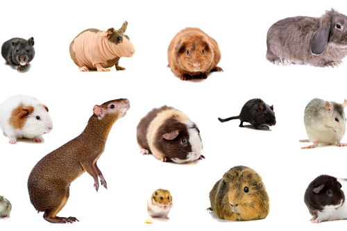 20种动物的图片及简介图片