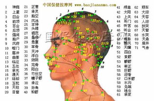 头部经络图解大全头部经络图解大全十二经脉