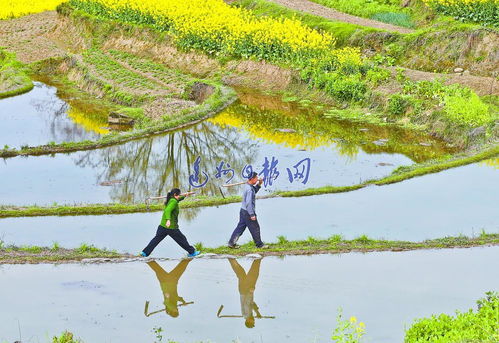 奔向田野的讀音奔向田野的讀音百度百科