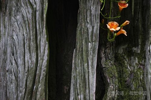 枯木逢春是什麼意思男人枯木逢春是什麼意思