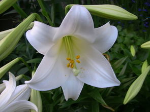 百合花怎麼養 百合花的種植和養殖方法