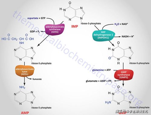 嘌呤核苷酸循环图片
