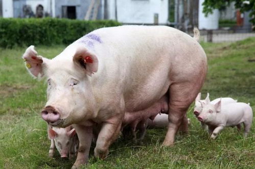 母猪怀孕70天图片图片