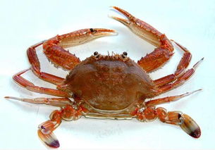 螃蟹螃蟹几条腿及图片图片