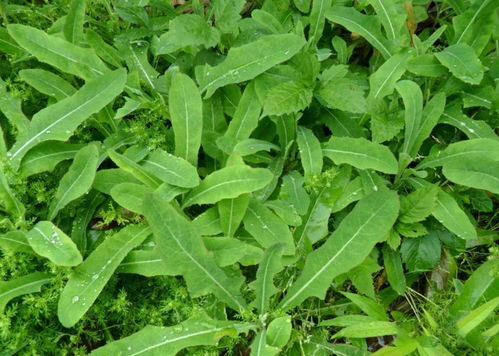 可以吃的野菜(可以吃的野菜圖片大全及名字)_競價網