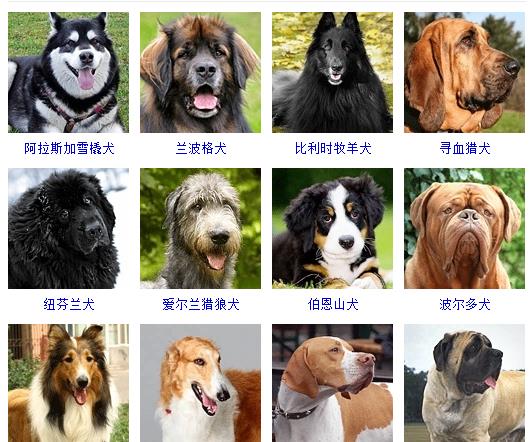 犬种大全品种 中型图片