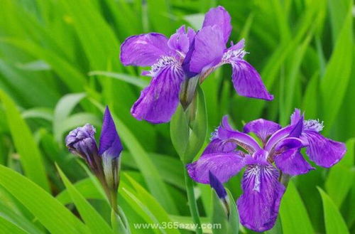 鳶尾花花語鳶尾花花語是絕望的愛