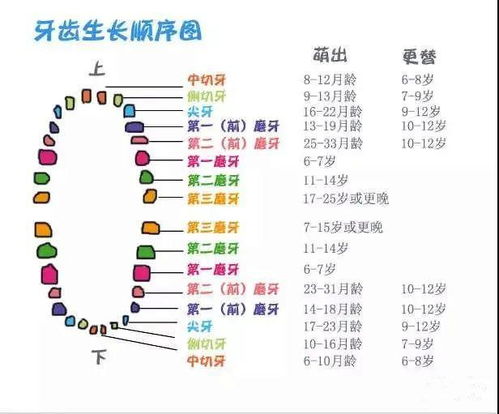 牙齿名字牙齿名字图片结构图