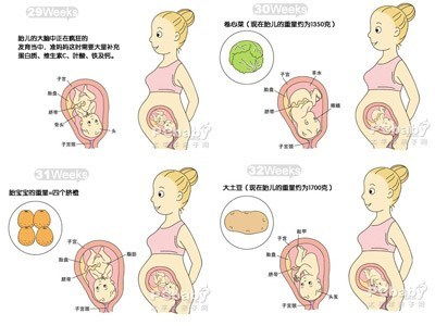 怀孕是十个月生还是九个月生