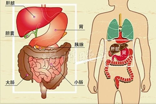 胰腺位置人体图片