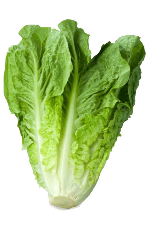lettuceson图片