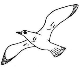 海鸥吃鱼简笔画图片