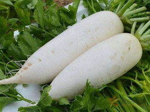 turnip, 圓的白蘿蔔 white radish 長的白蘿蔔白蘿蔔的英文單詞是什麼