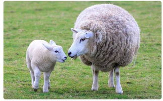 sheep的意思是羊,绵羊,是可数名词,单复数同形
