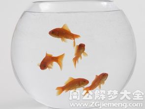 夢見魚從魚缸蹦到地上是什麼意思 夢見魚從魚缸蹦到地上:預示著你的