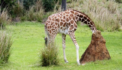 動物園有什麼動物園有什麼動物